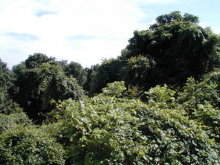 color image