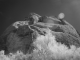 Lake Powell infrared
