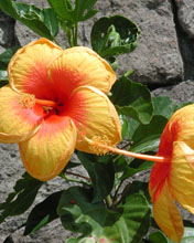 hibiscus