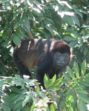 monkey